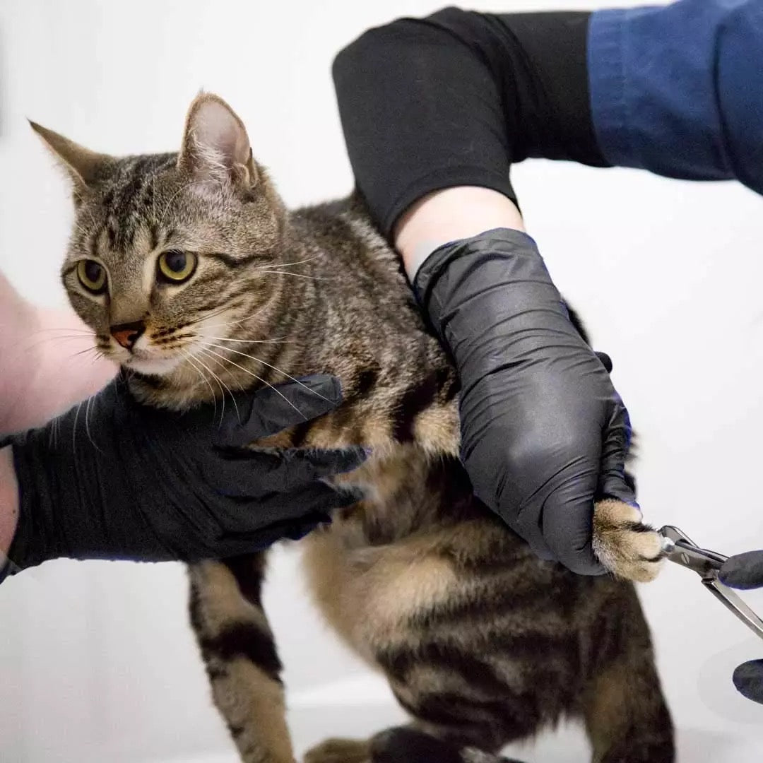 Cat being examined by a person wearing nitrile gloves on a white background
